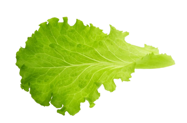 lettuce